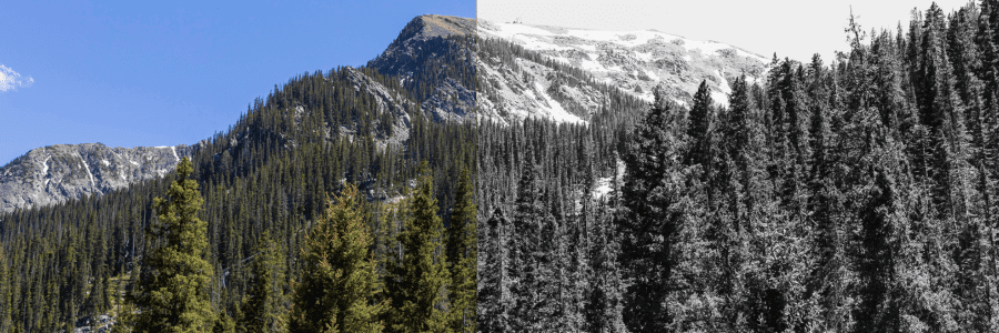 New Mexico Wild Calls for Stronger Protections in National Old Growth Forest Amendment Comment