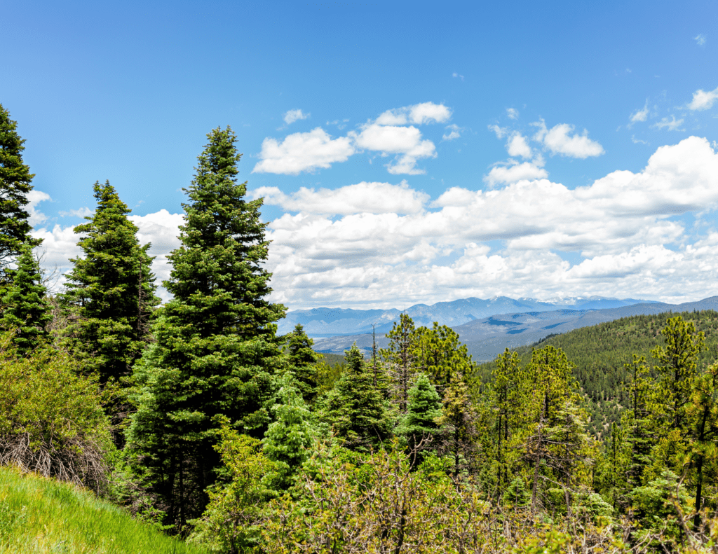 New Mexico Wild Staff Attorney Sally Paez Featured on KUNM Radio’s Let’s Talk New Mexico Episode About Updated Carson National Forest Plan