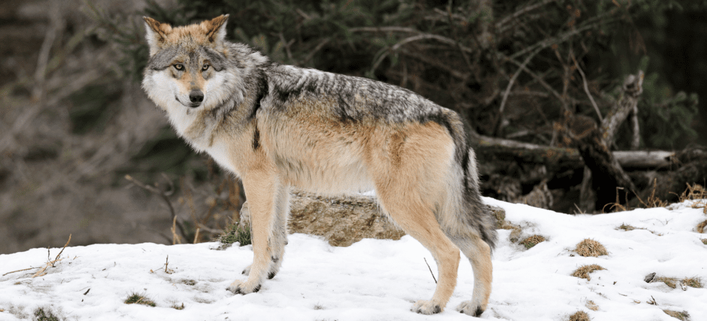 Mexican Gray Wolf Numbers Go Up, but Numbers Aren’t the Whole Story, Say Greens