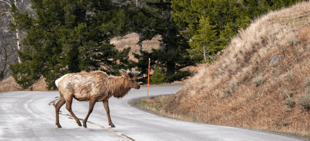 New Mexico Legislature Misses Opportunity to Fund Wildlife Crossings
