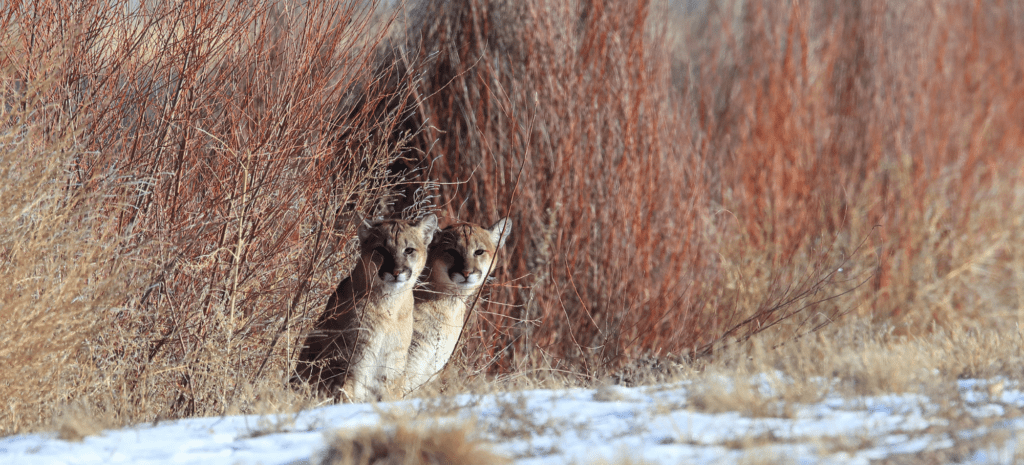 Remembering Conservationist and Mountain Lion Advocate Jim Walters