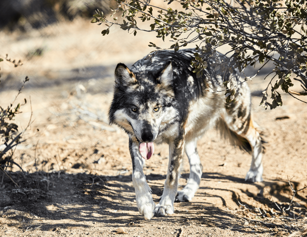 Conservation Groups Celebrate Record Mexican Gray Wolf Population But Caution Against Using Numbers Alone To Measure Recovery
