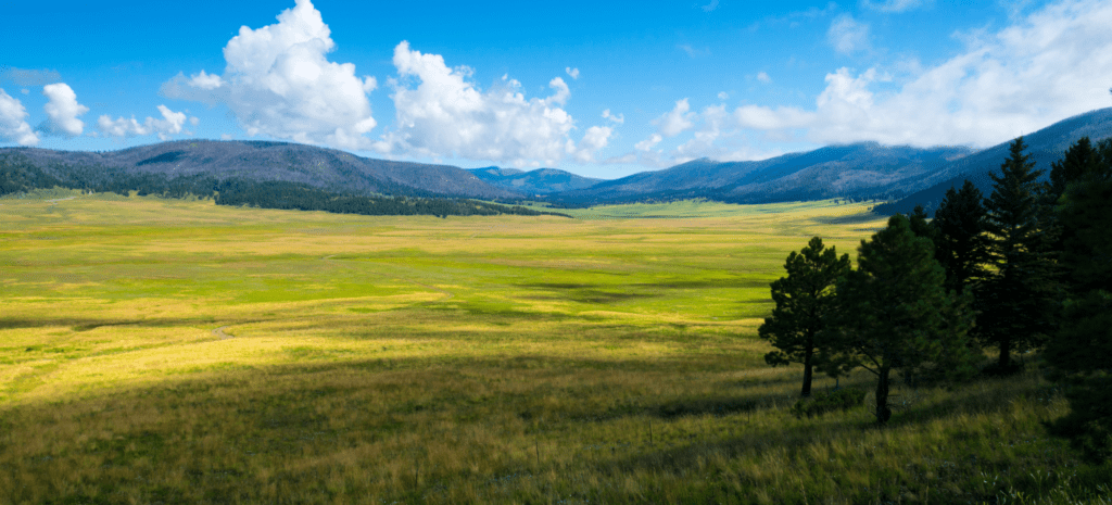 Monitoring reveals hundreds of livestock trespassing in Valles Caldera National Preserve  