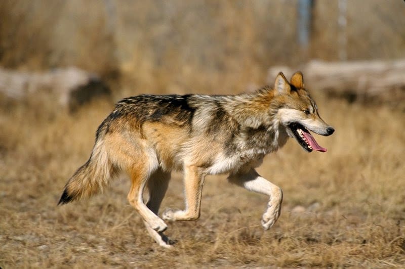 Asha denied freedom for failure to breed