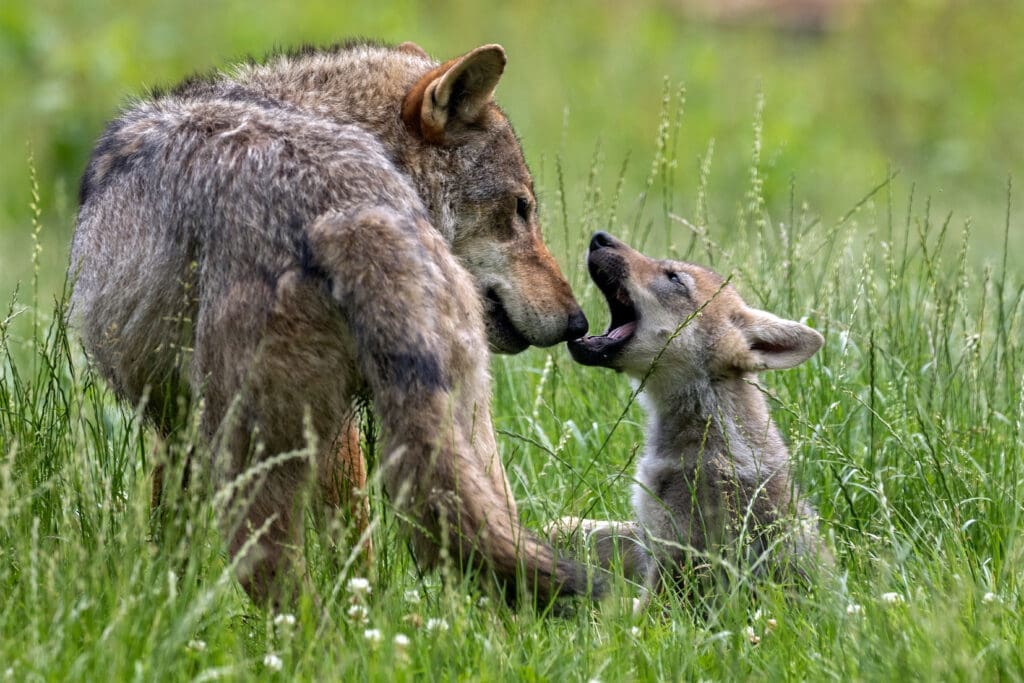 PRESS RELEASE: As Agencies Pursue Mexican Wolf Downlisting, Coalition Urges New Mexico to Close Protection Gaps