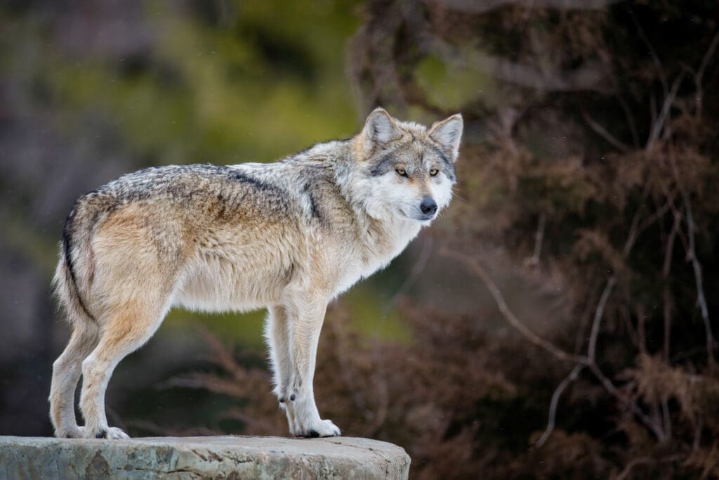 PRESS RELEASE: Mexican Gray Wolves Being Moved and Killed for Problem Grazing Operations